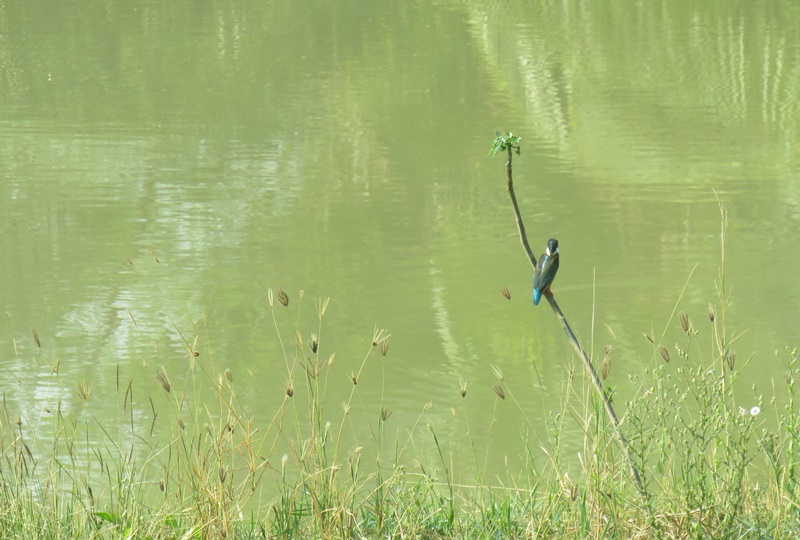 bdbec_Parkland1