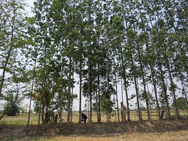 bdbec_Parkland4