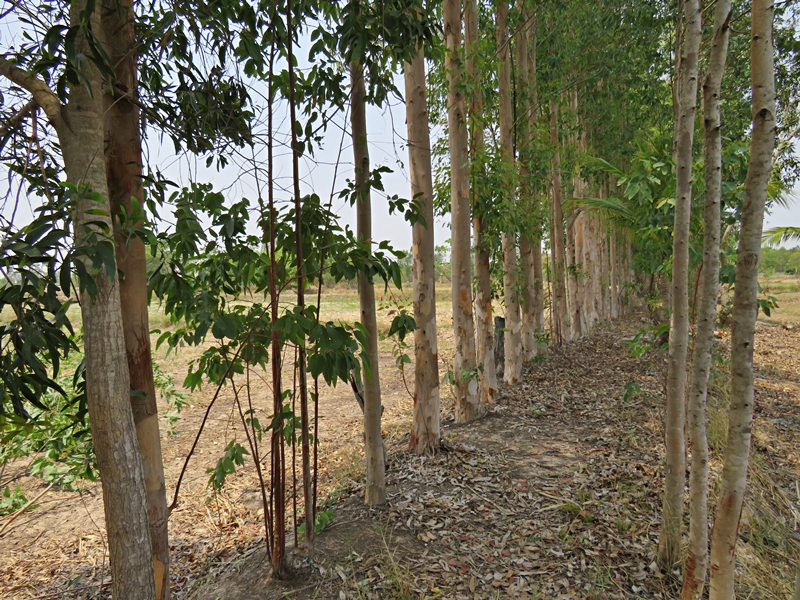 bdbec_Parkland5
